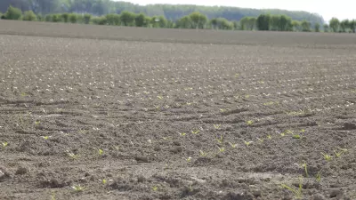 FIeld with small seed