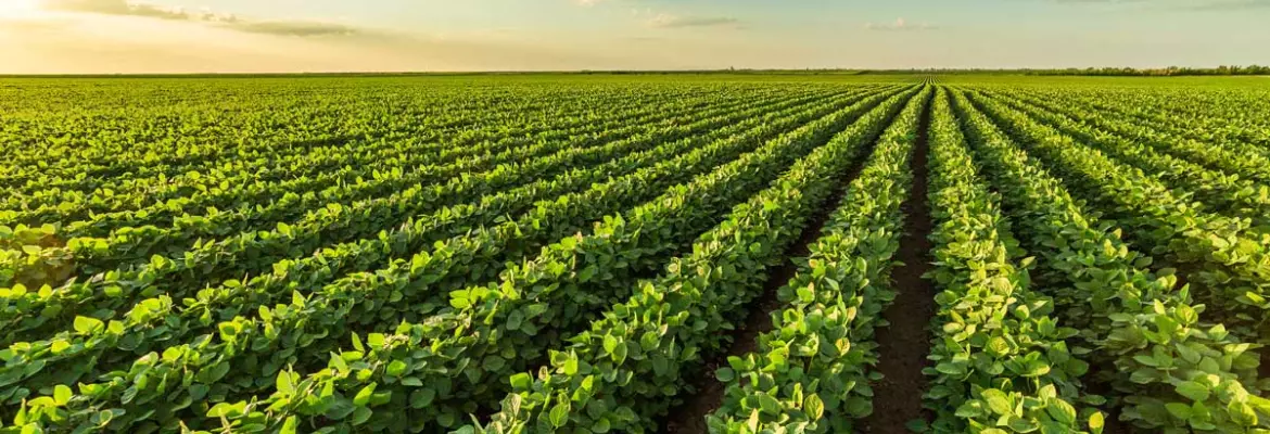 campo de soja para cultivo de cobertura