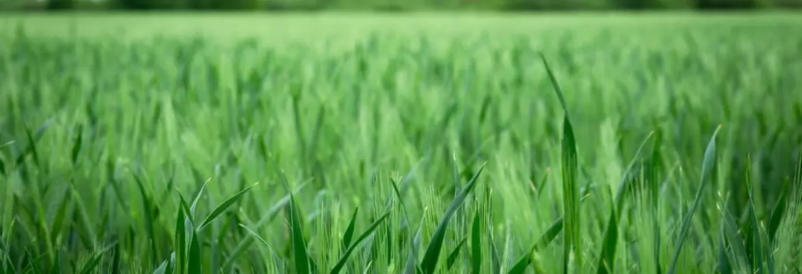 cultivo de cebada en primavera