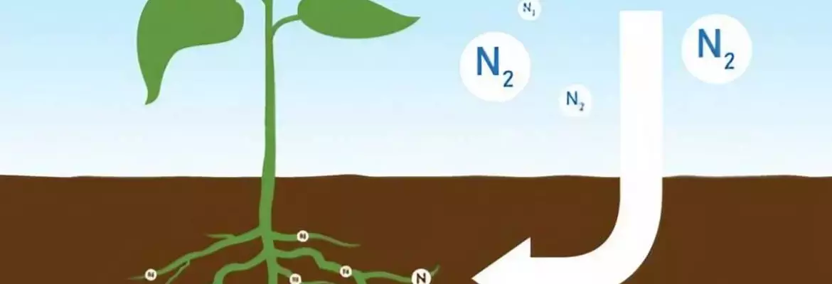 funcionamiento de las plantas fijadoras de nitrógeno