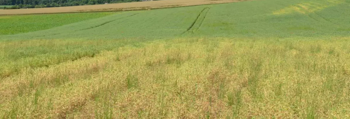 moho aphanomyces que afecta al campo del guisante