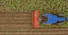 La trituradora BFP 320 trabajando en un patatal en Picardía