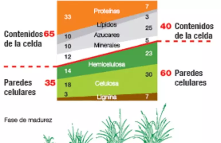 Skład paszy podczas wzrostu.