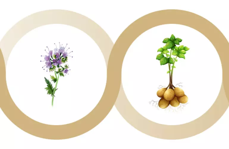 cultivo de cobertura antes de plantar patatas, facelia