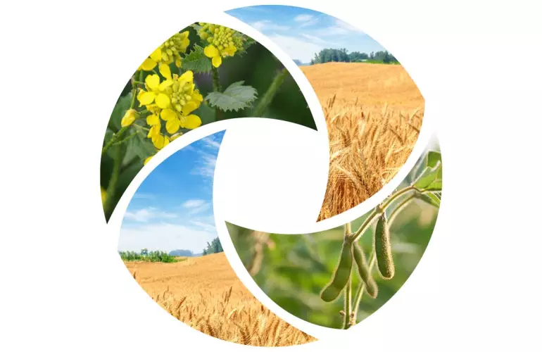 cultivo intercalado con leguminosas o crucíferas