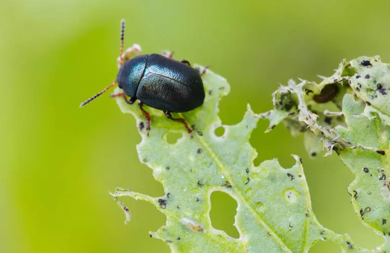 escarabajo pulga comiendo planta