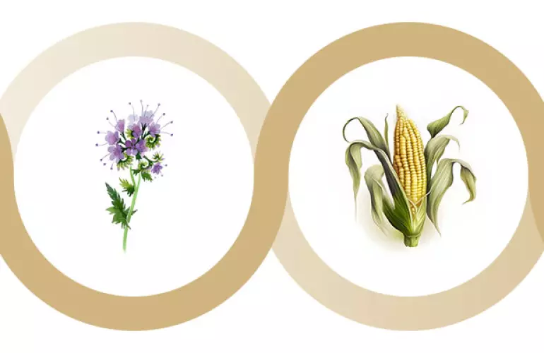 phacelia plant used as intermediate crop preceding maize