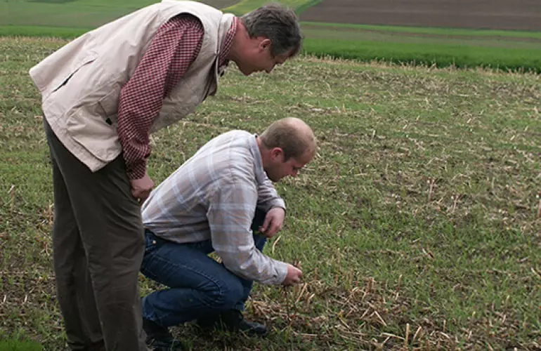 plantación de maíz con técnicas de mínimo laboreo.
