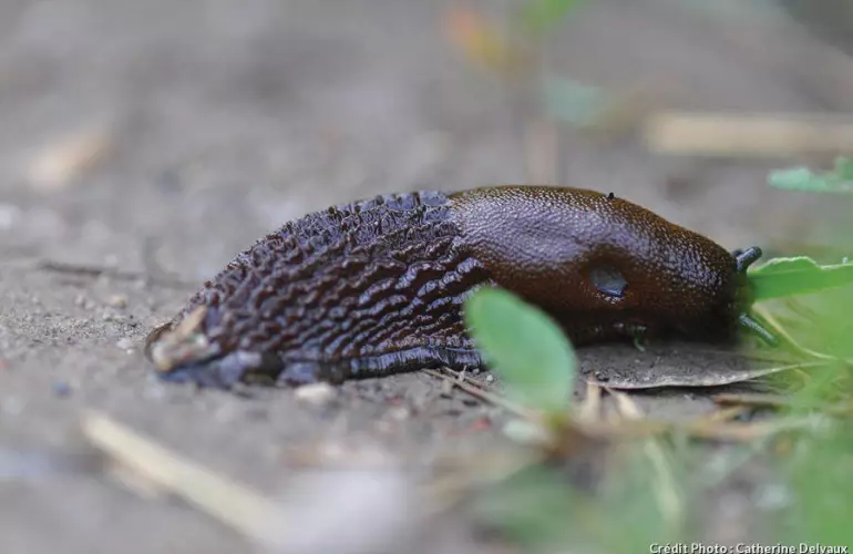 primer plano de una babosa en el suelo con algunas hojas verdes y ramitas esparcidas alrededor