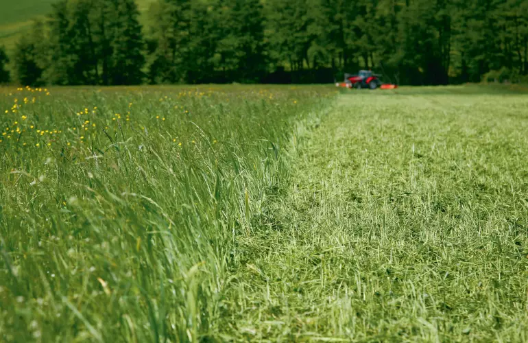 Cubierta vegetal destruida con la trituradora BP 8300