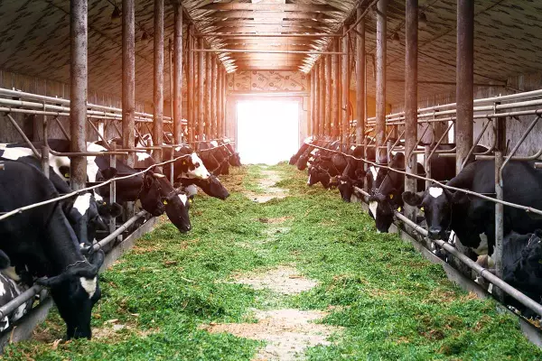 cultivo intermedio para alimentar al ganado