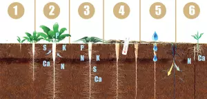 ciclo de vida del rabano