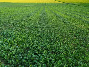cultivo de abonos verdes