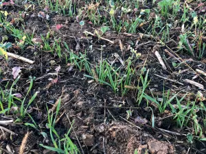 perforación directa en el suelo