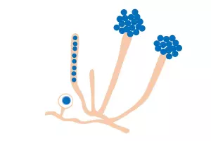ilustración científica del moho aphanomyces