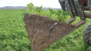 un tractor hurgando en un campo verde