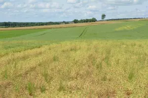 moho aphanomyces que afecta al campo del guisante