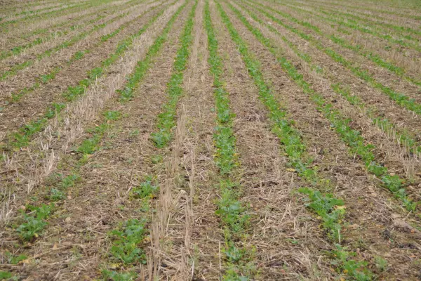 Numerosos parámetros entran en juego para tener éxito en los cultivos en «Strip-Till»